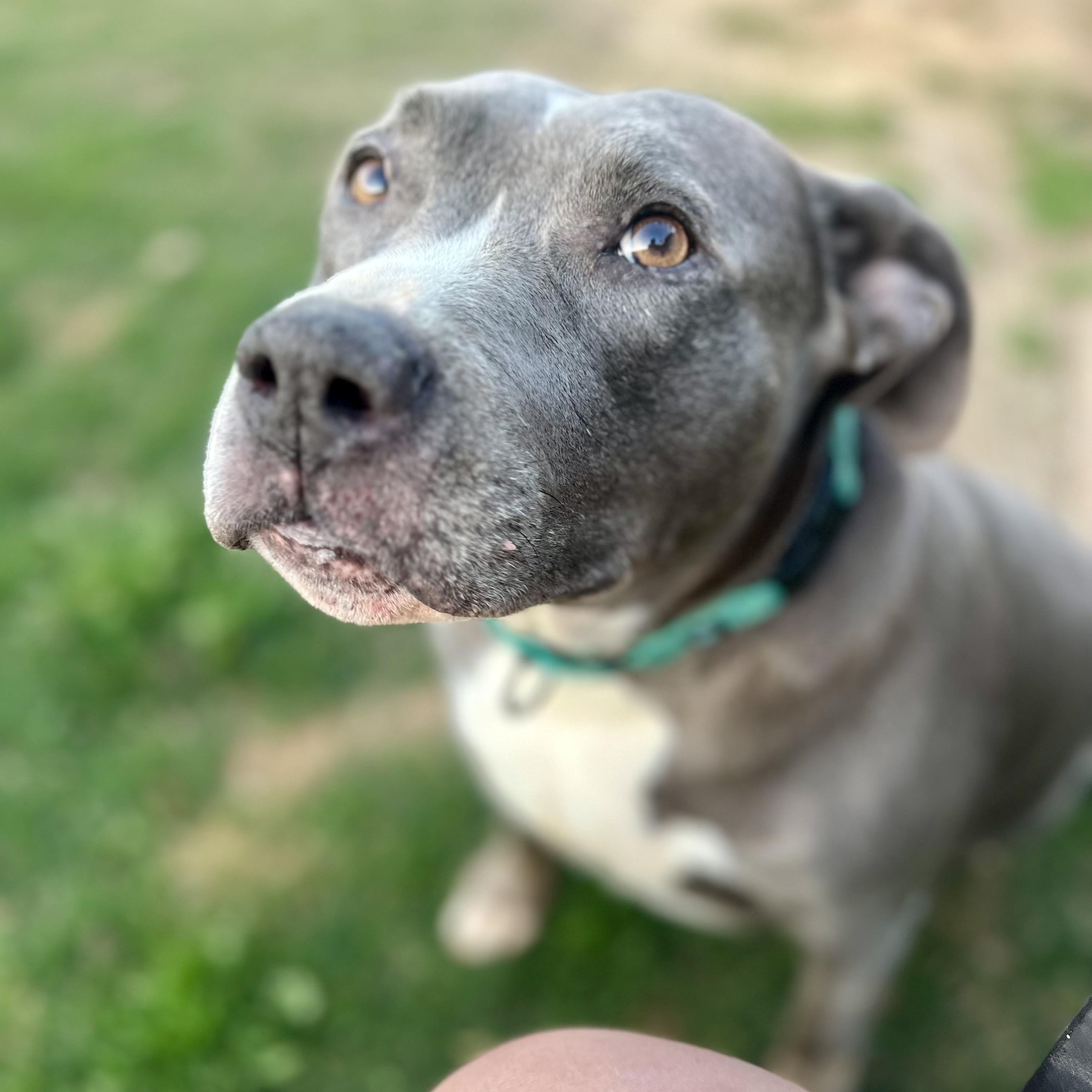 Enlarge Envy, a Adopted mixed breed in Germantown , TN image 2/6