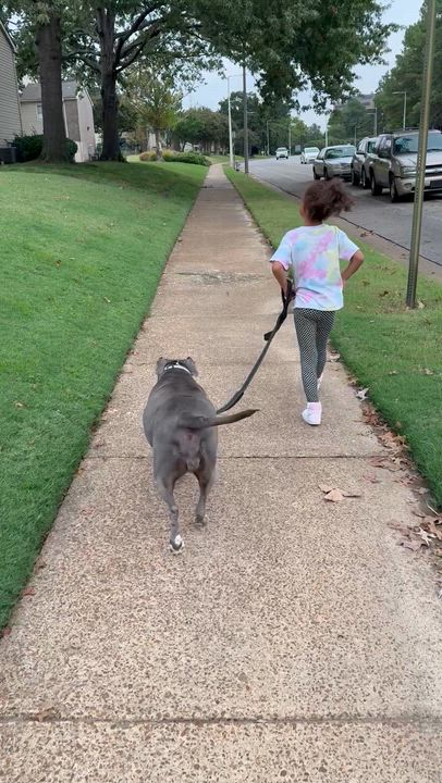 Enlarge Envy, a Adopted mixed breed in Germantown , TN video 4/6