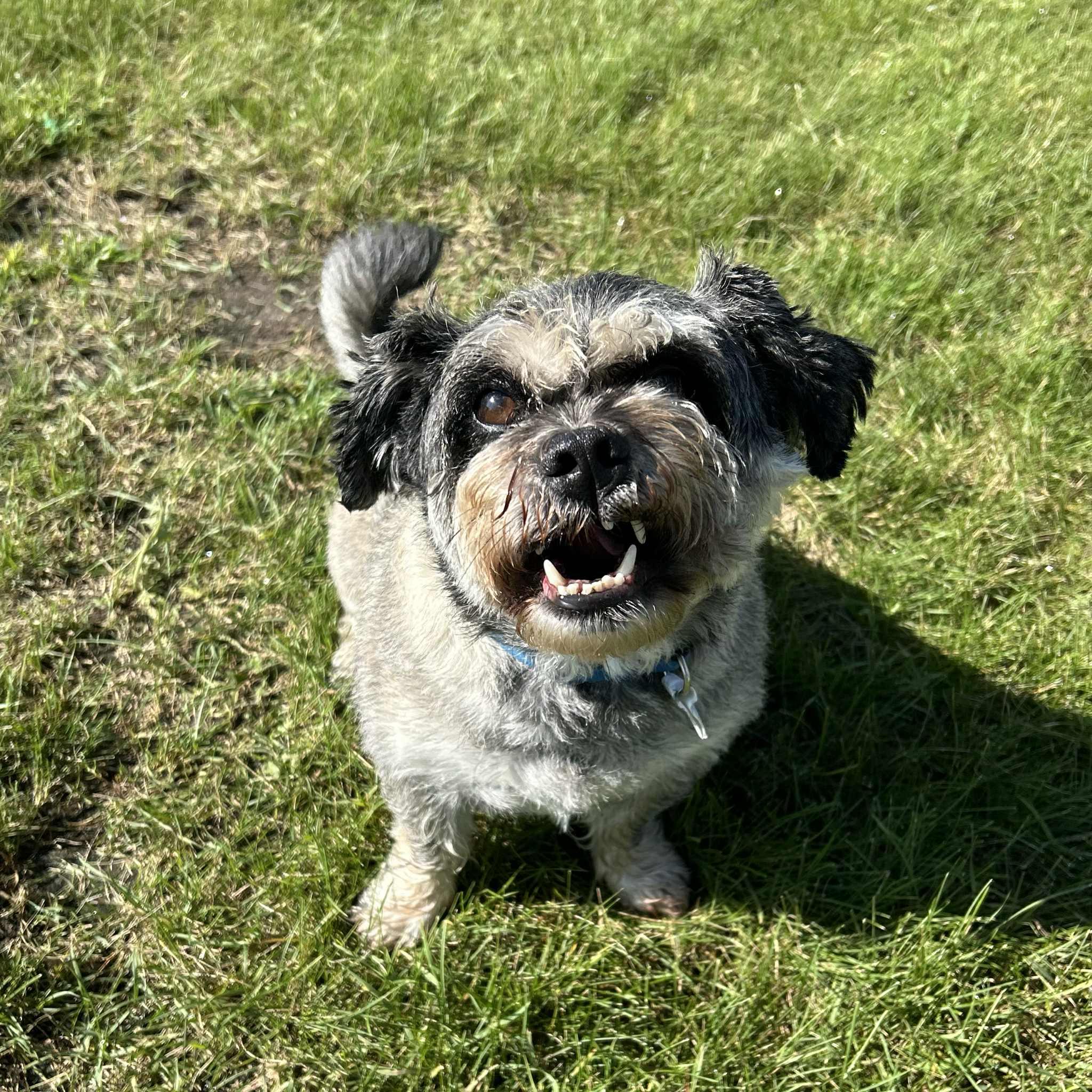 Hubert, an adoptable Pug, Lhasa Apso in Alexandria, MN, 56308 | Photo Image 1