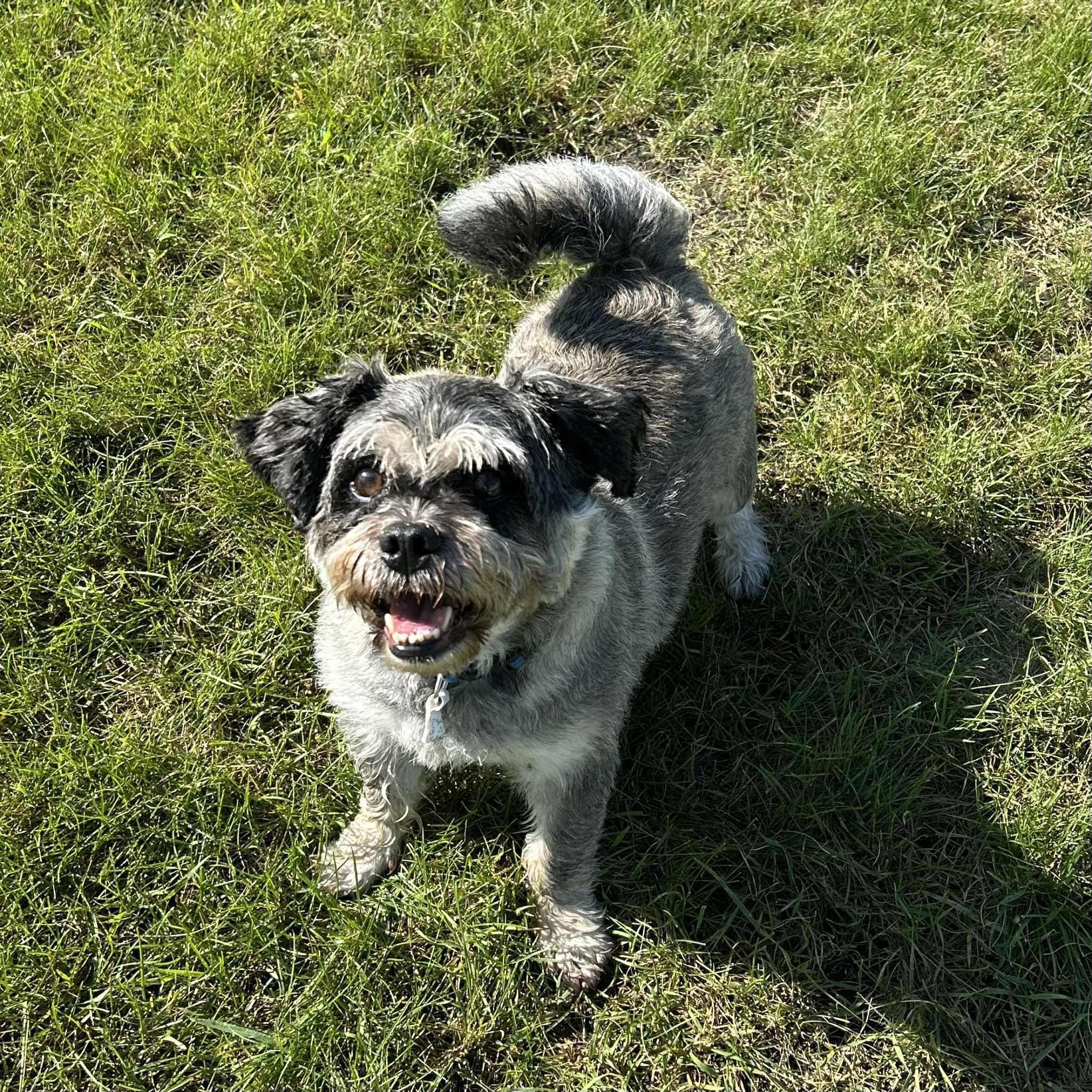 Hubert, an adoptable Pug, Lhasa Apso in Alexandria, MN, 56308 | Photo Image 4