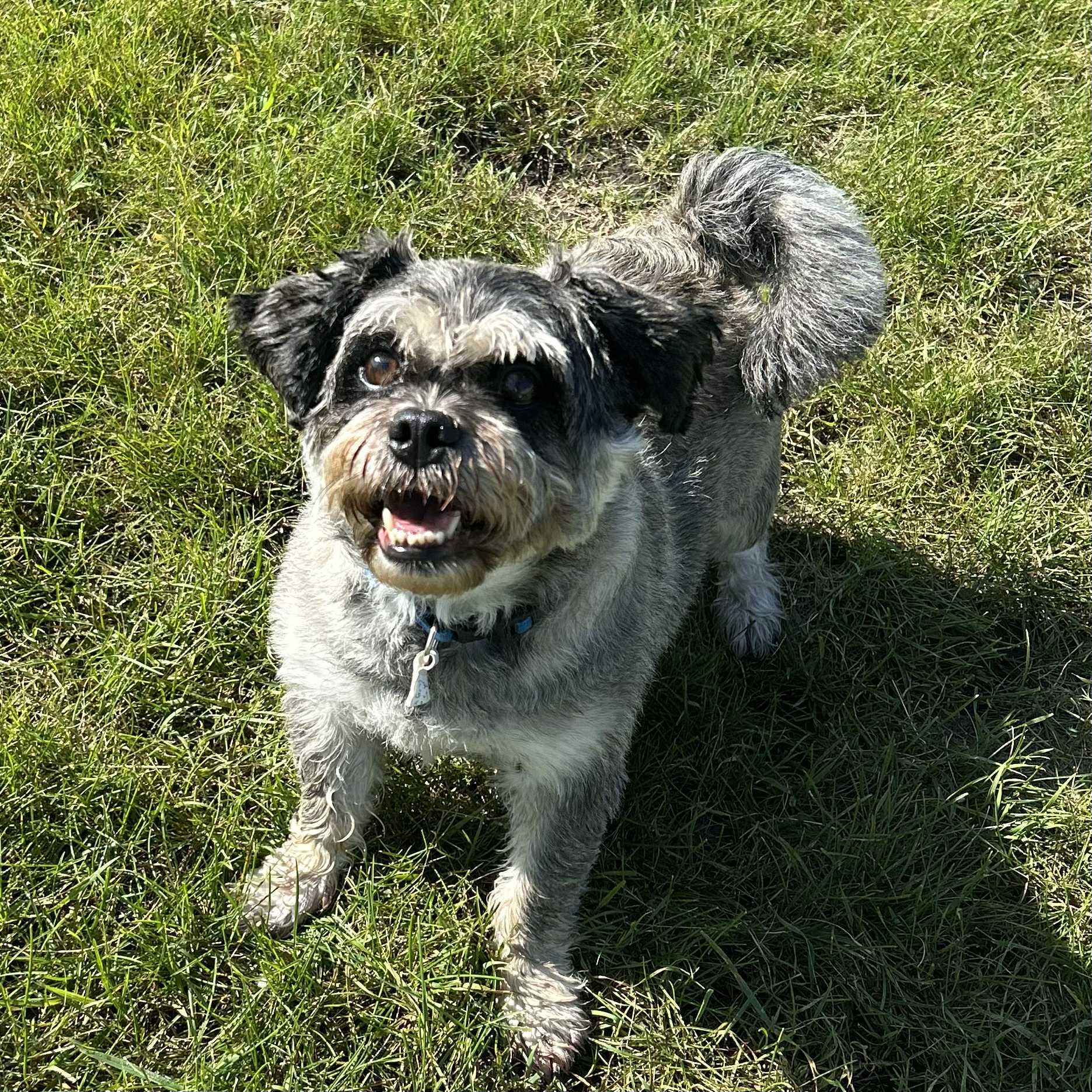 Hubert, an adoptable Pug, Lhasa Apso in Alexandria, MN, 56308 | Photo Image 3