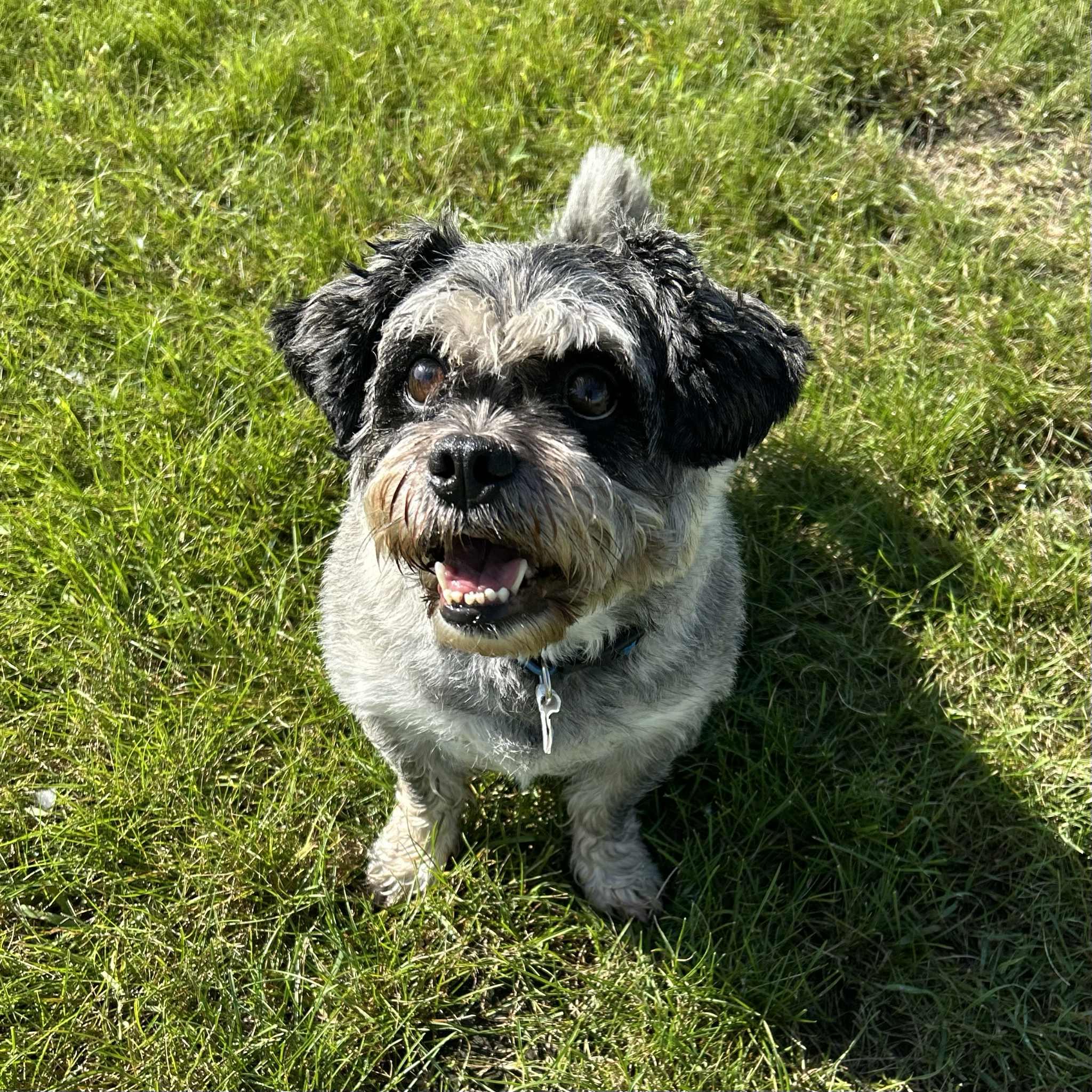 Hubert, an adoptable Pug, Lhasa Apso in Alexandria, MN, 56308 | Photo Image 2