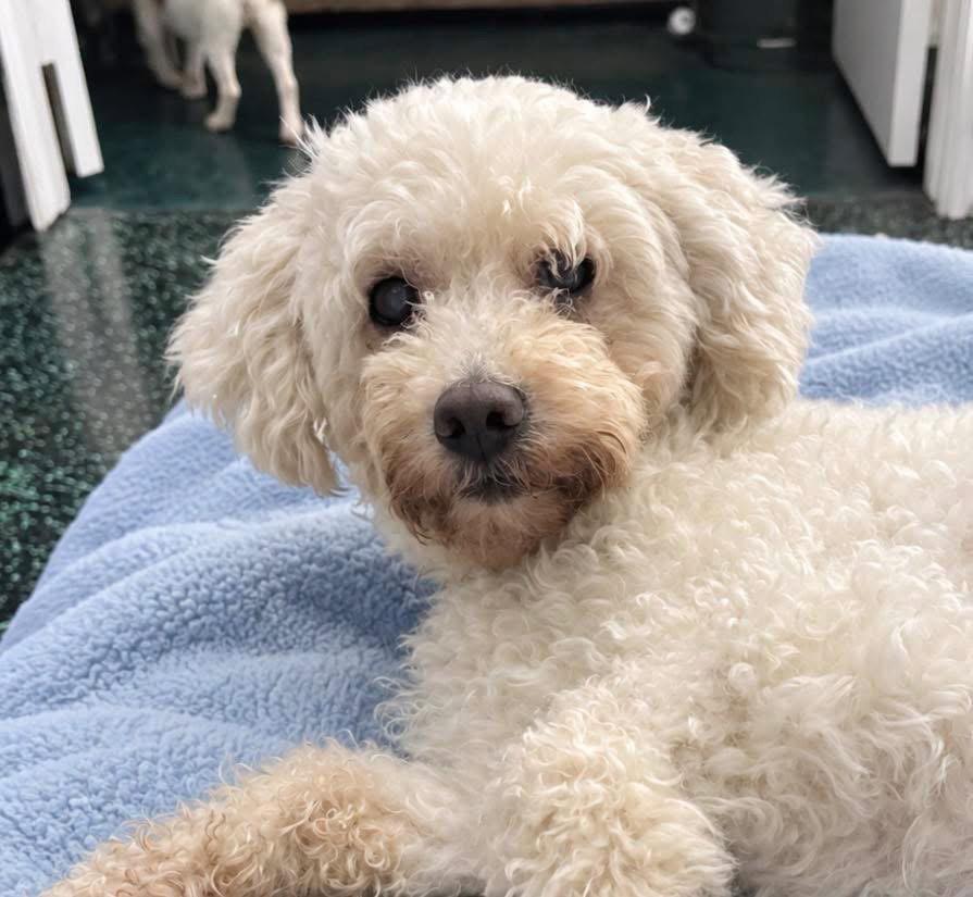 Enlarge Elio, a Adoptable Poodle in Osteen, FL image 1/3