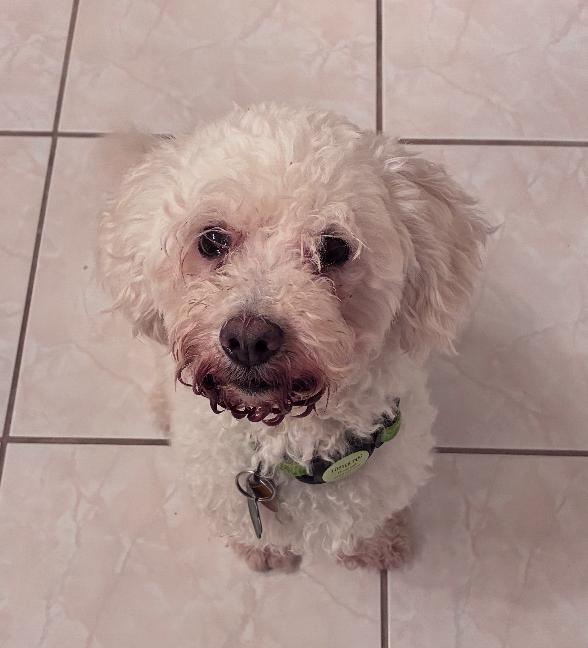 Elio, Adoptable, Adult Male Poodle.