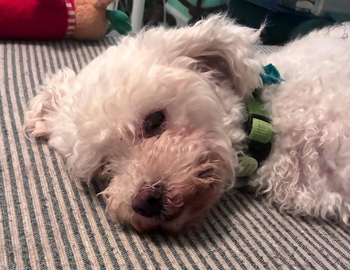 Enlarge Elio, a Adoptable Poodle in Osteen, FL image 2/3