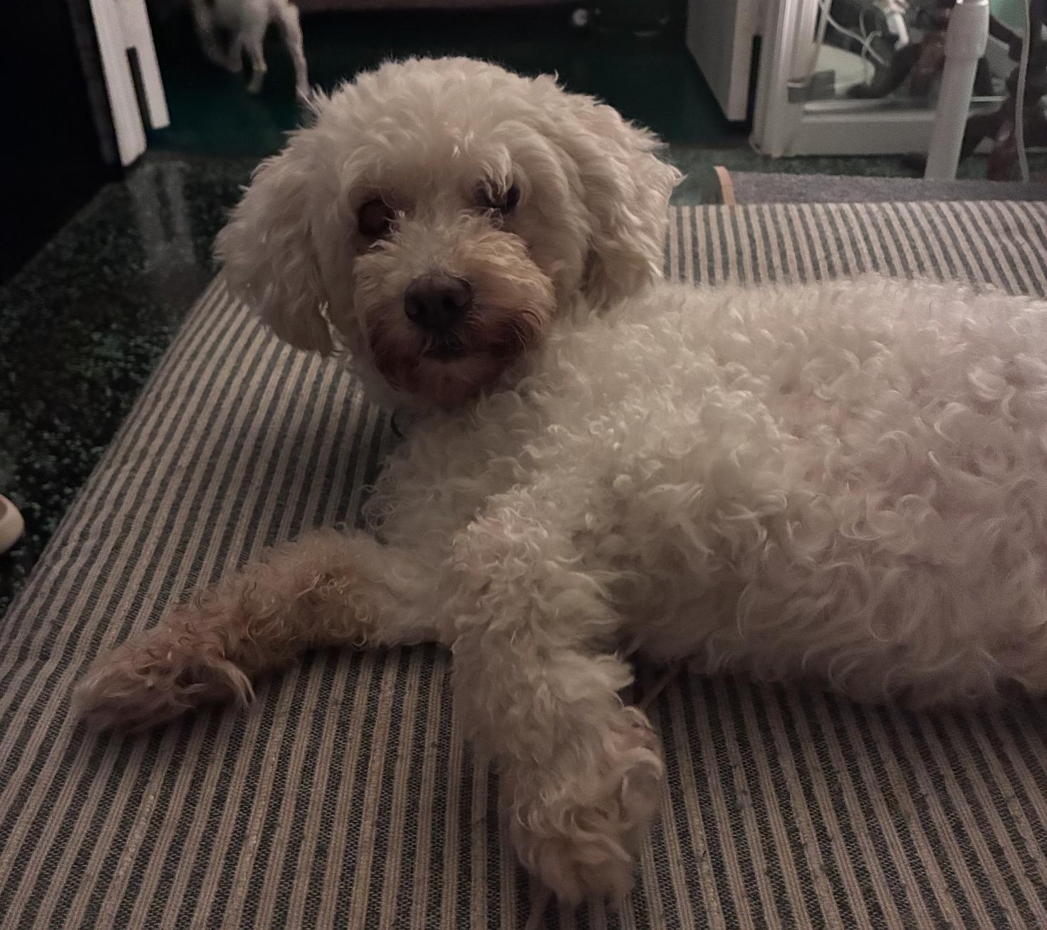 Enlarge Elio, a Adoptable Poodle in Osteen, FL image 2/3