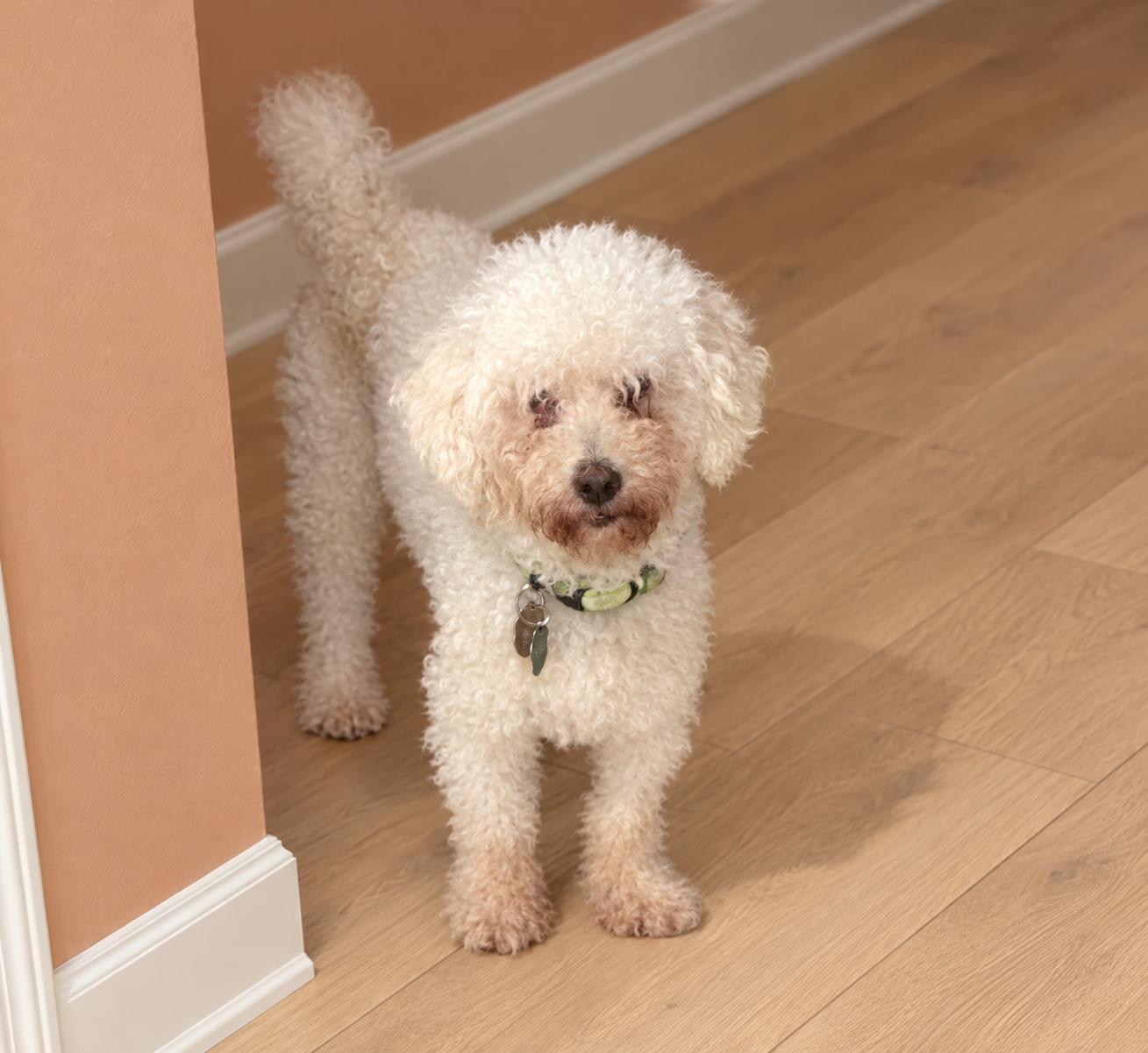 Enlarge Elio, a Adoptable Poodle in Osteen, FL image 3/3