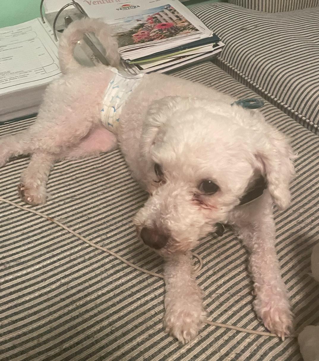 Enlarge Elio, a Adoptable Poodle in Osteen, FL image 3/3