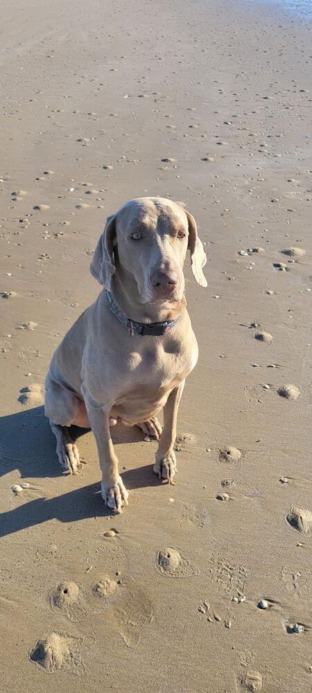 Enlarge Belle, a Adoptable Weimaraner in Dallas, TX image 1/6