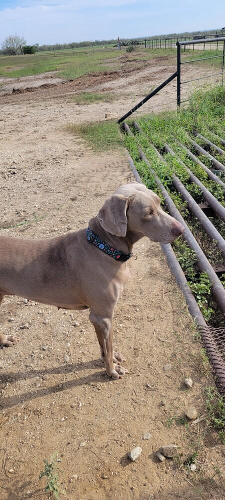 Enlarge Belle, a Adoptable Weimaraner in Dallas, TX image 1/6