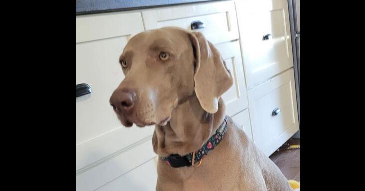 Enlarge Belle, a Adoptable Weimaraner in Dallas, TX image 2/6