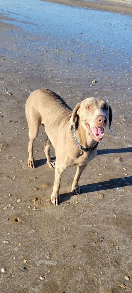Enlarge Belle, a Adoptable Weimaraner in Dallas, TX image 4/6