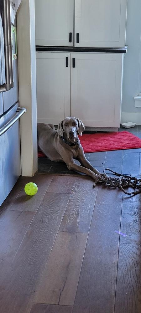 Enlarge Belle, a Adoptable Weimaraner in Dallas, TX image 3/6