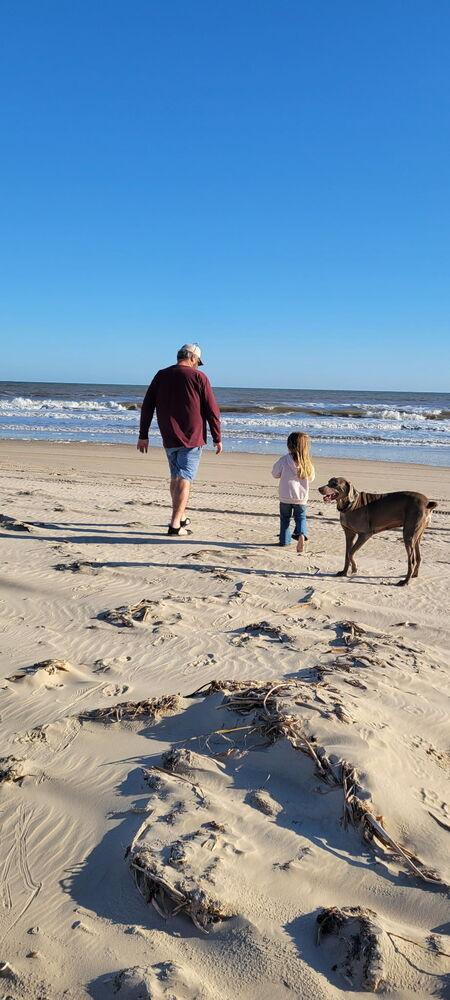 Enlarge Belle, a Adoptable Weimaraner in Dallas, TX image 6/6