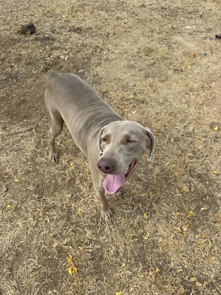 Enlarge Belle, a Adoptable Weimaraner in Dallas, TX image 4/6