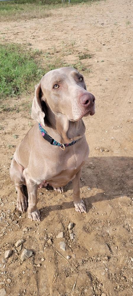 Enlarge Belle, a Adoptable Weimaraner in Dallas, TX image 5/6