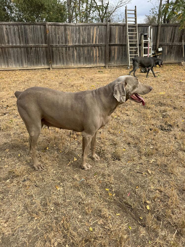 Enlarge Belle, a Adoptable Weimaraner in Dallas, TX image 6/6