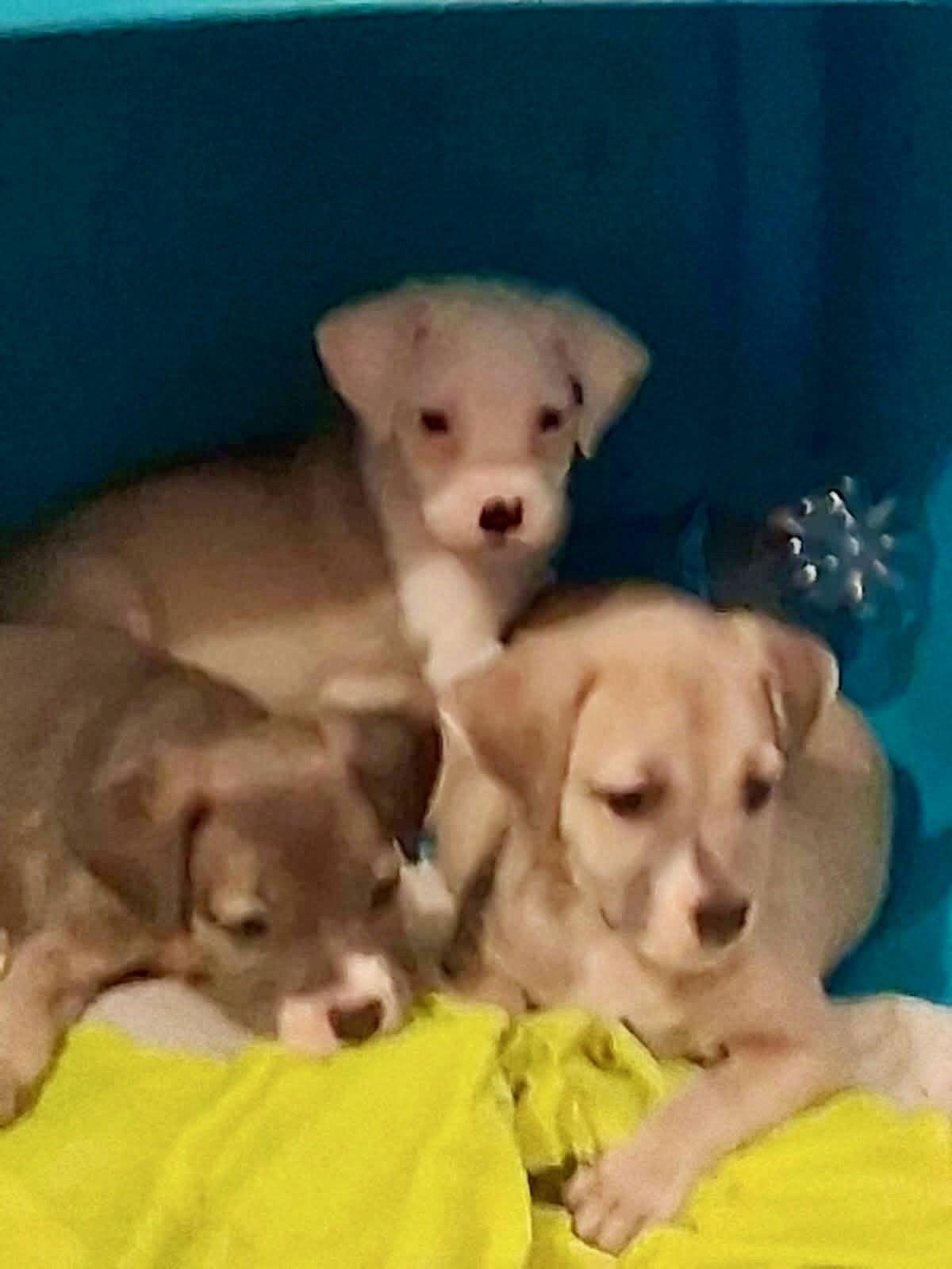 Camilla, Adoptable, Puppy Female Labrador Retriever.