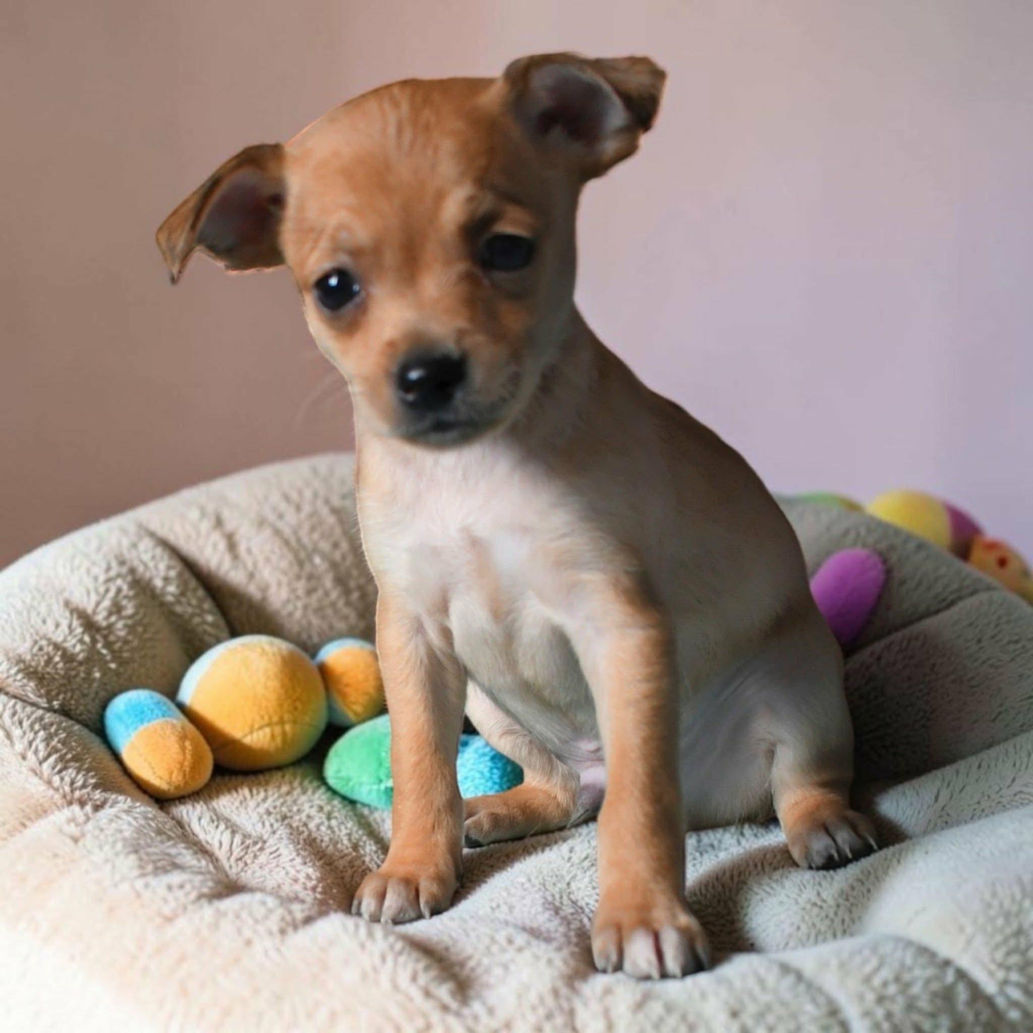 Enlarge PJ, a Adoptable mixed breed in Portland, OR image 2/2