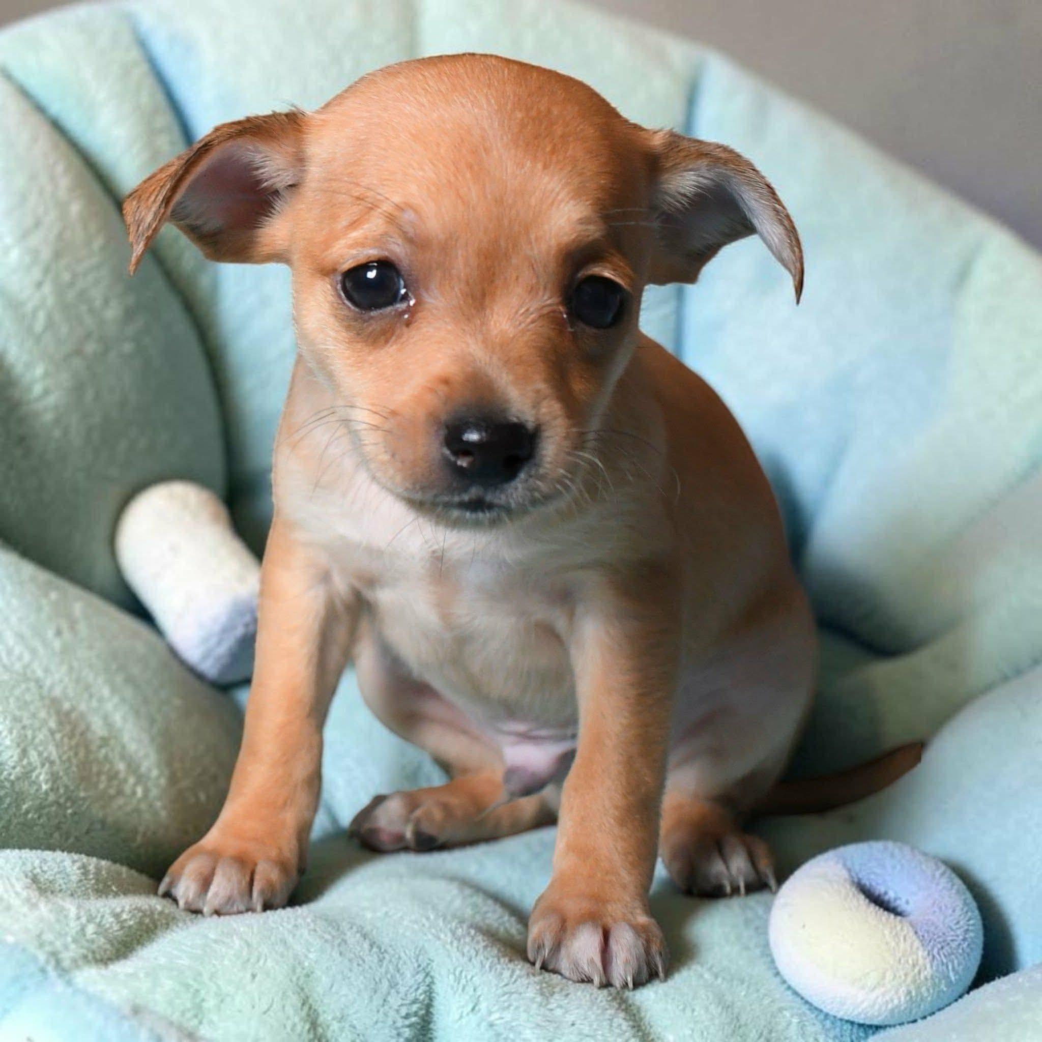 PJ, Adoptable, Young Male Chihuahua.