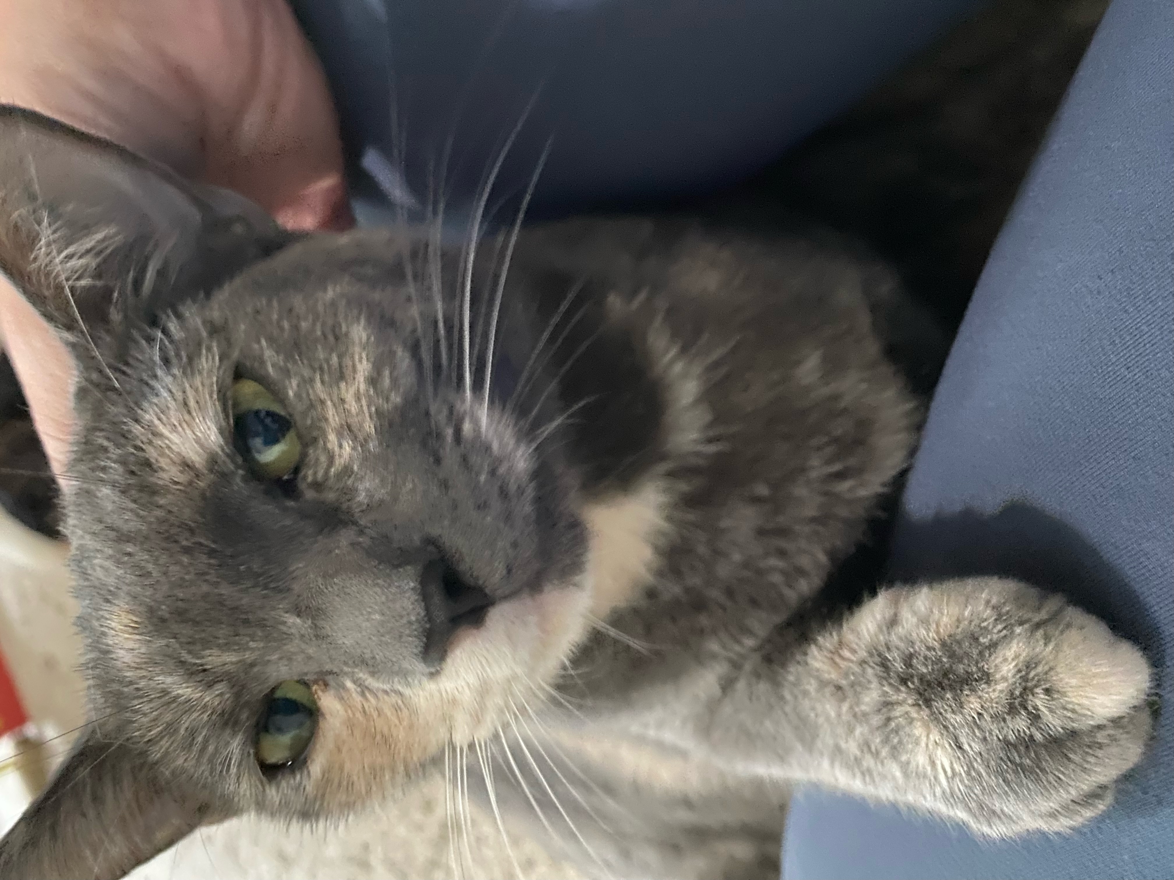 Kali Rose thumbnail 2