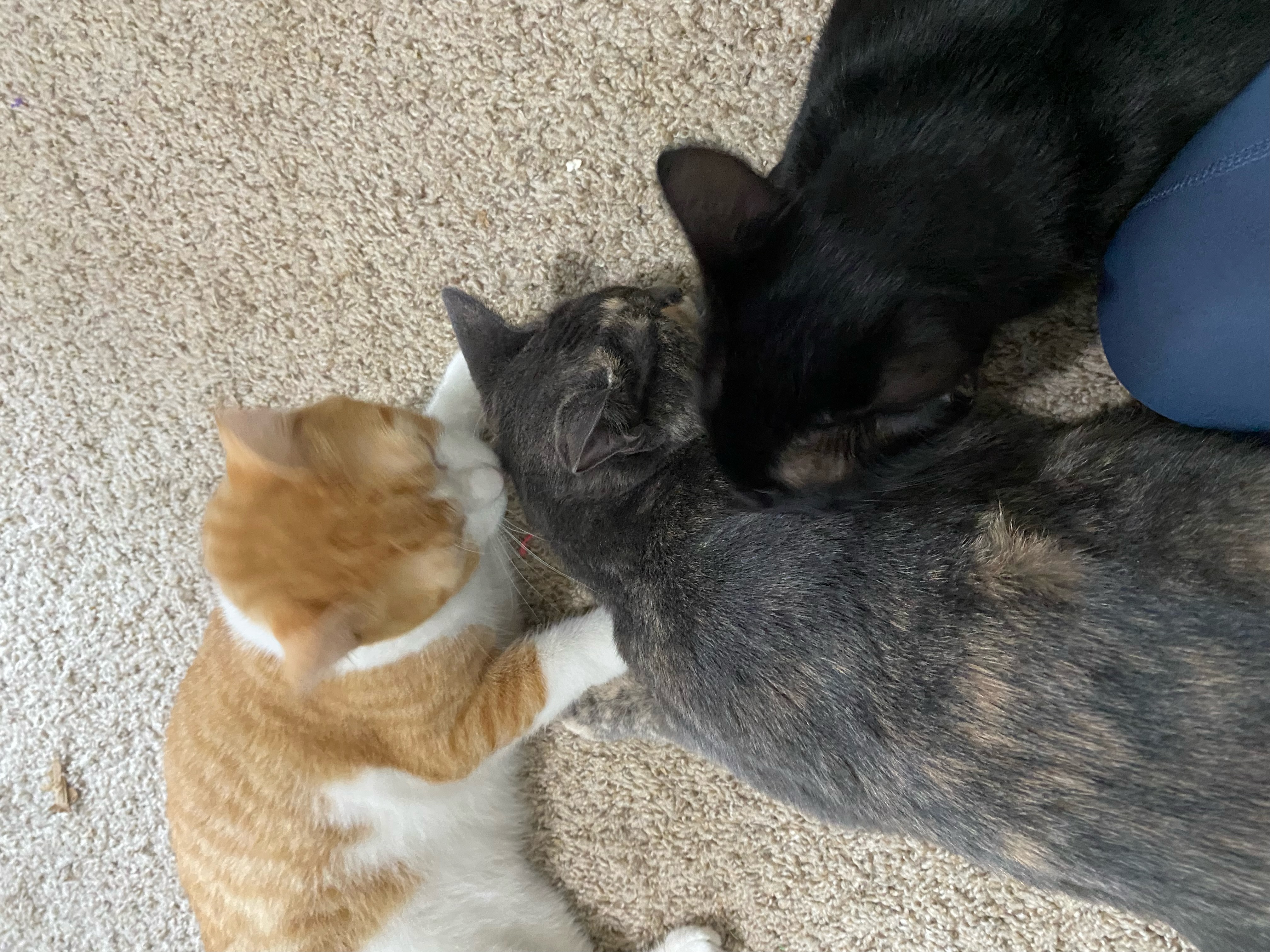 Kali Rose thumbnail 3