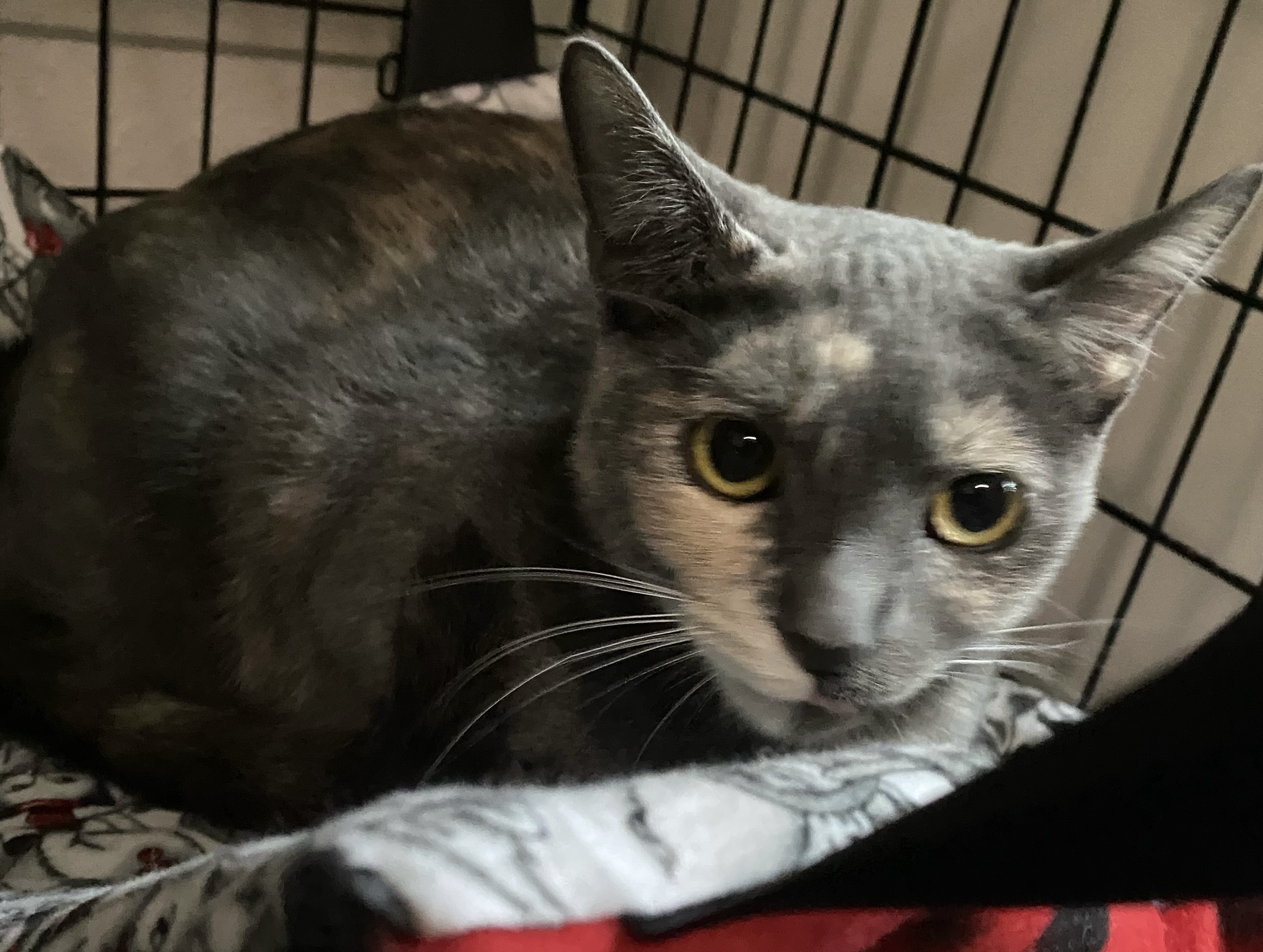 Kali Rose thumbnail 4