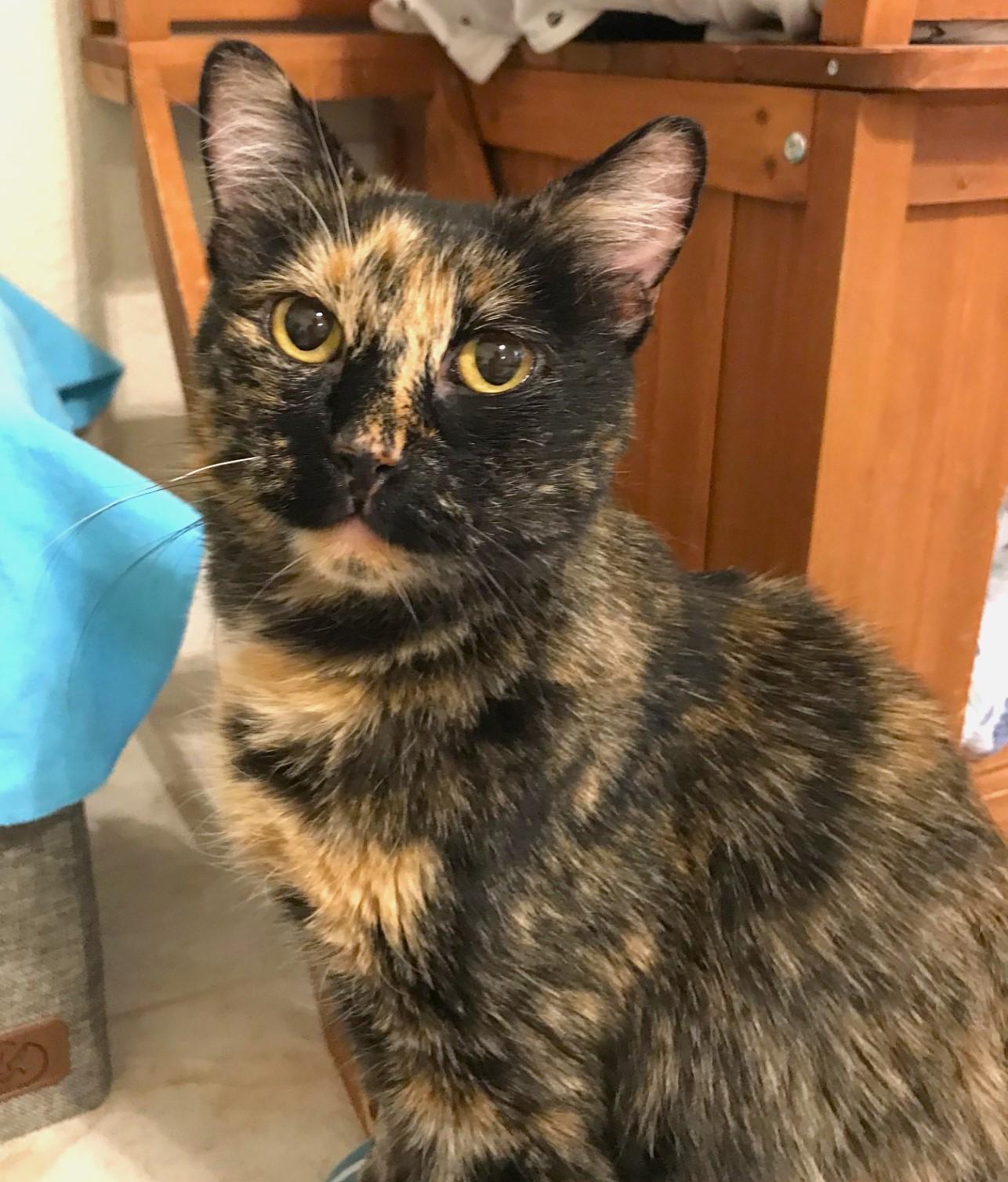 Moki, a Adoptable Domestic Short Hair in Las Vegas, NV image 1/6