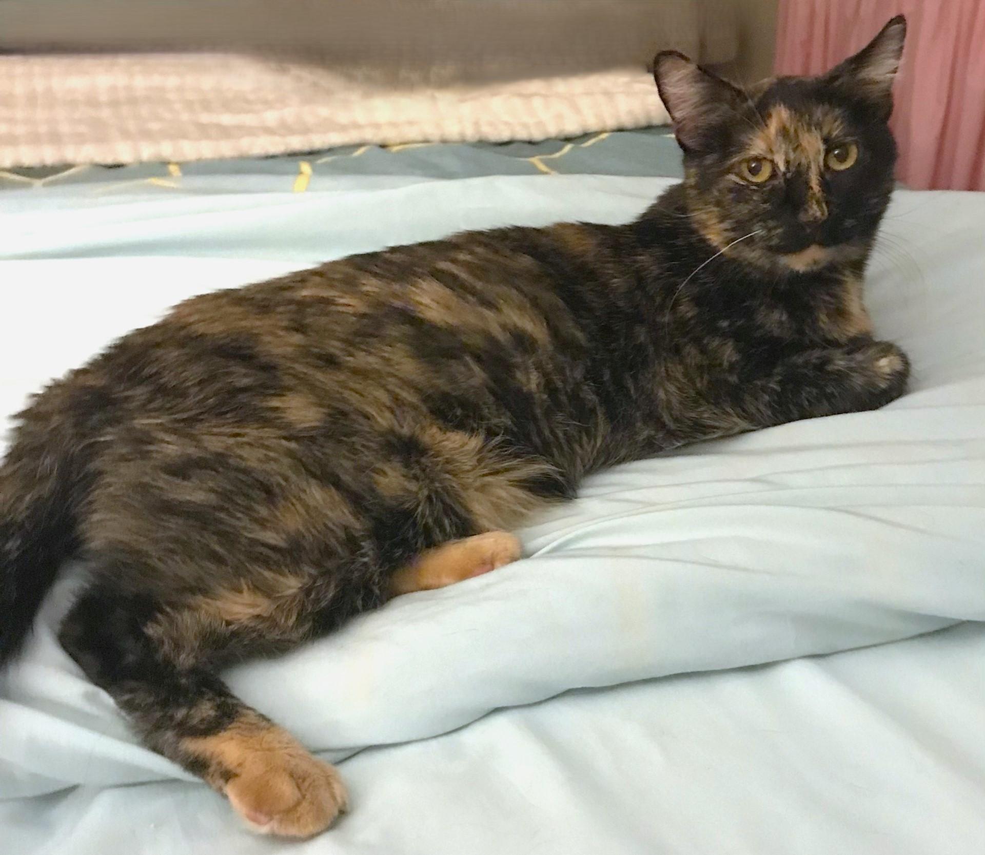 Moki, a Adoptable Domestic Short Hair in Las Vegas, NV image 2/6