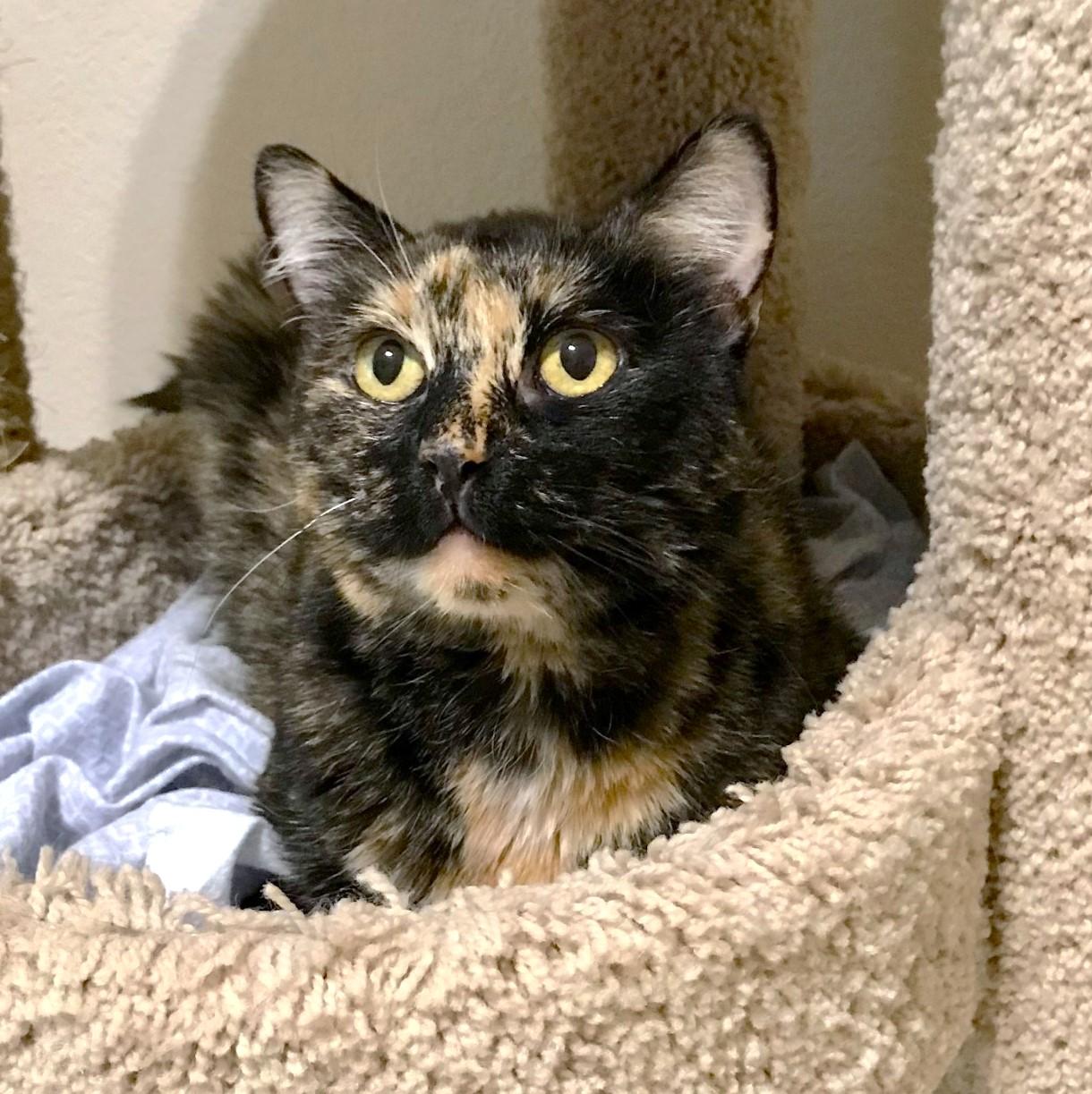 Moki, a Adoptable Domestic Short Hair in Las Vegas, NV image 3/6