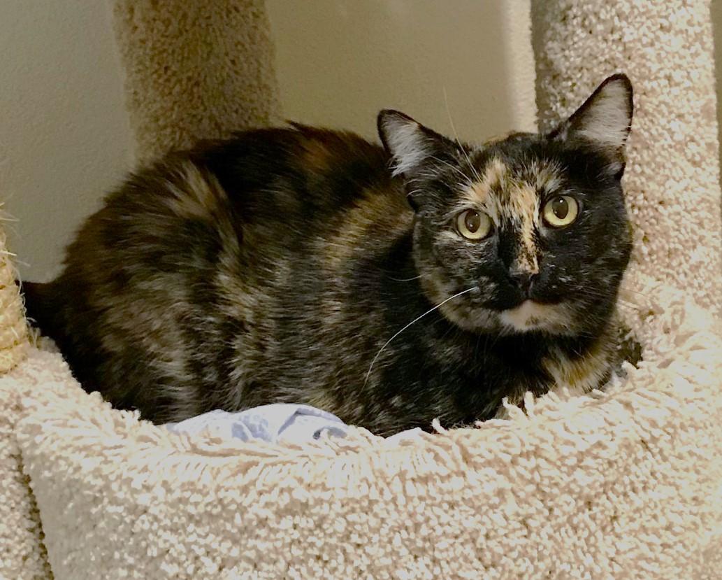 Moki, a Adoptable Domestic Short Hair in Las Vegas, NV image 4/6