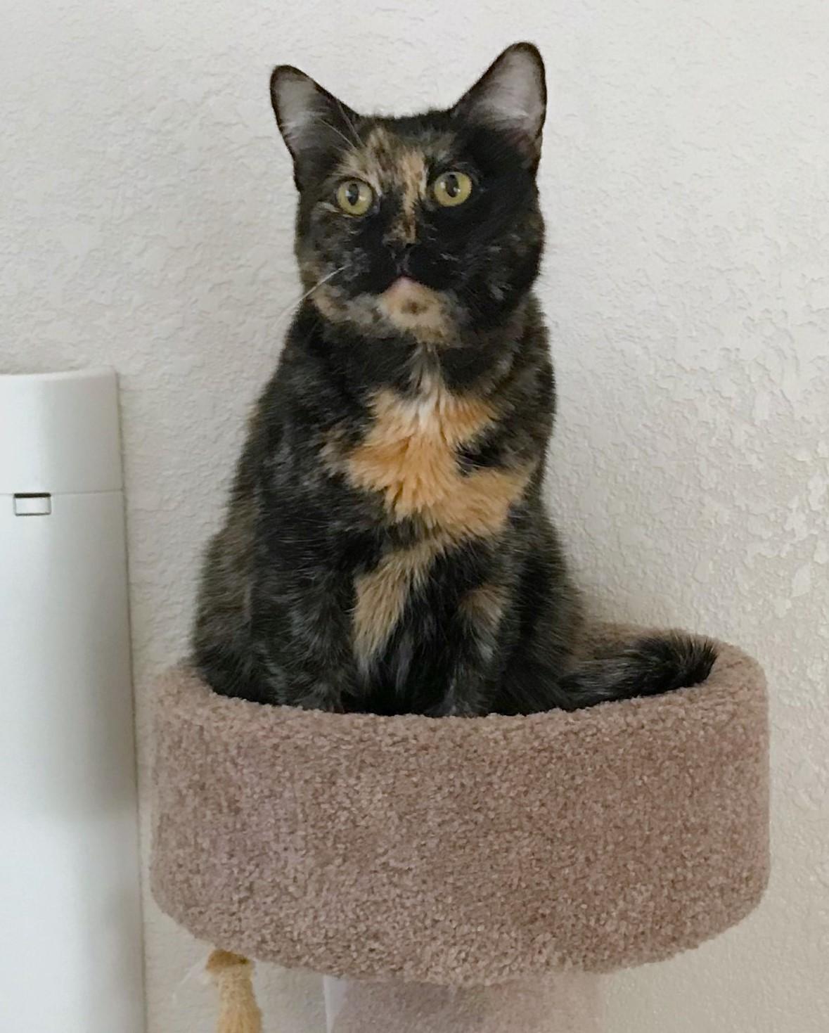 Moki, a Adoptable Domestic Short Hair in Las Vegas, NV image 5/6
