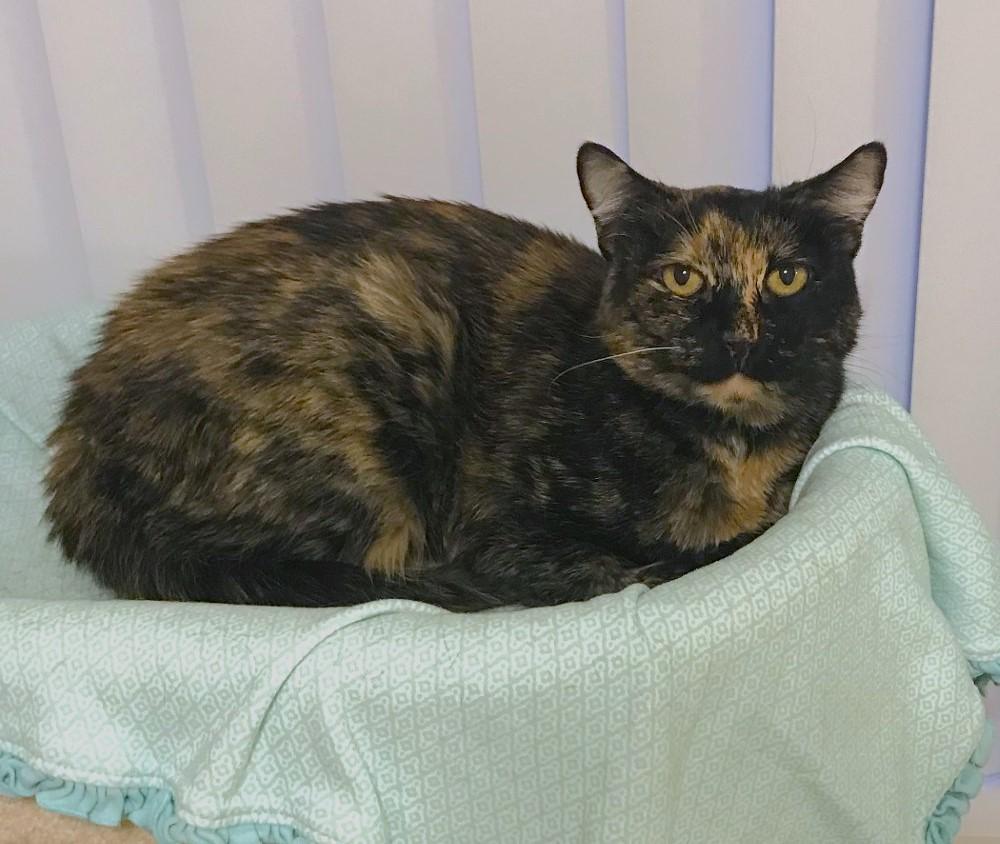 Moki, a Adoptable Domestic Short Hair in Las Vegas, NV image 6/6