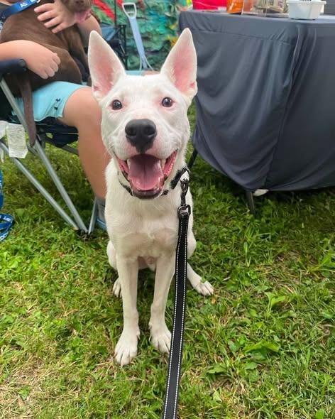 Enlarge Napoleon Dynamite, a Adoptable mixed breed in Lexington, KY image 1/3