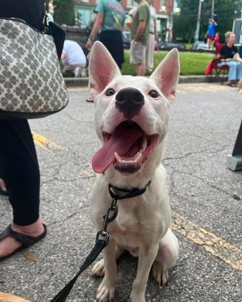Enlarge Napoleon Dynamite, a Adoptable mixed breed in Lexington, KY image 2/3