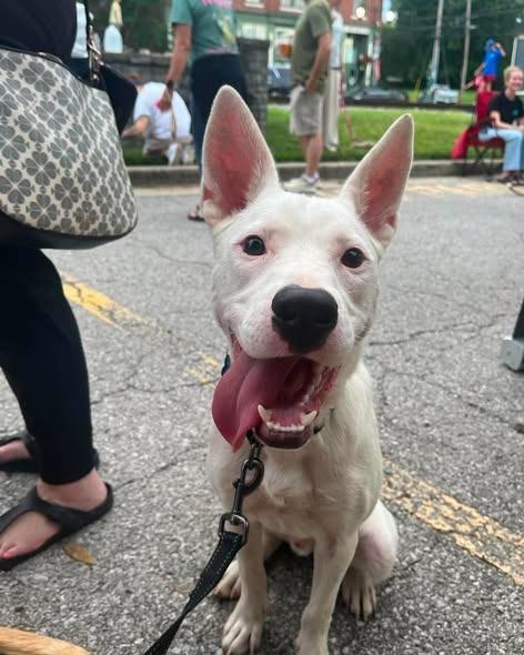 Enlarge Napoleon Dynamite, a Adoptable mixed breed in Lexington, KY image 3/3