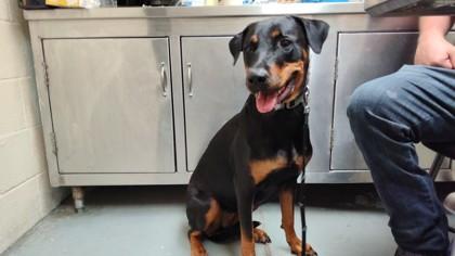 Chanelle, Adoptable, Adult Female Doberman Pinscher.