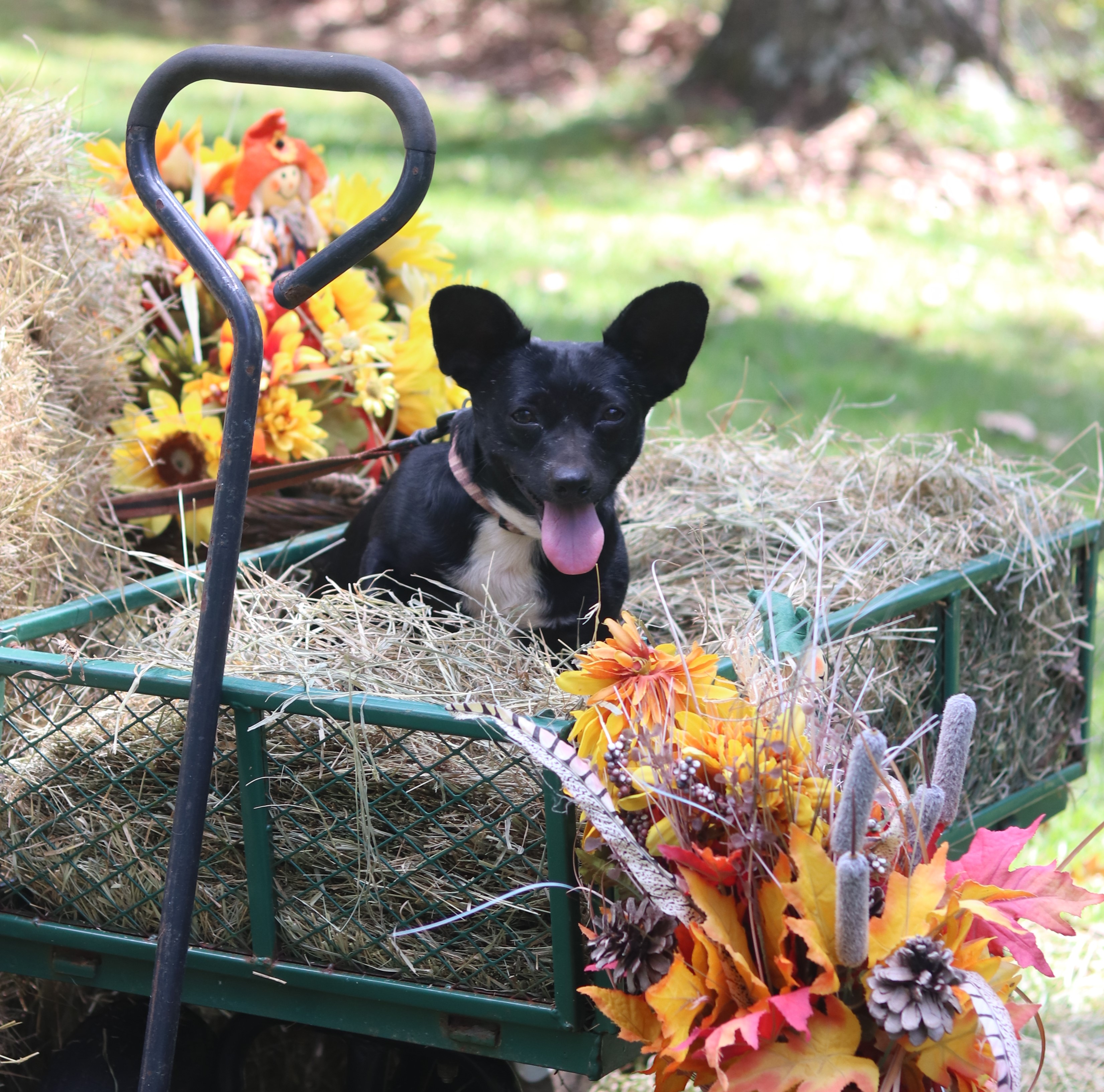 Blacky, a Adoptable mixed breed in Hayden, AL image 4/7