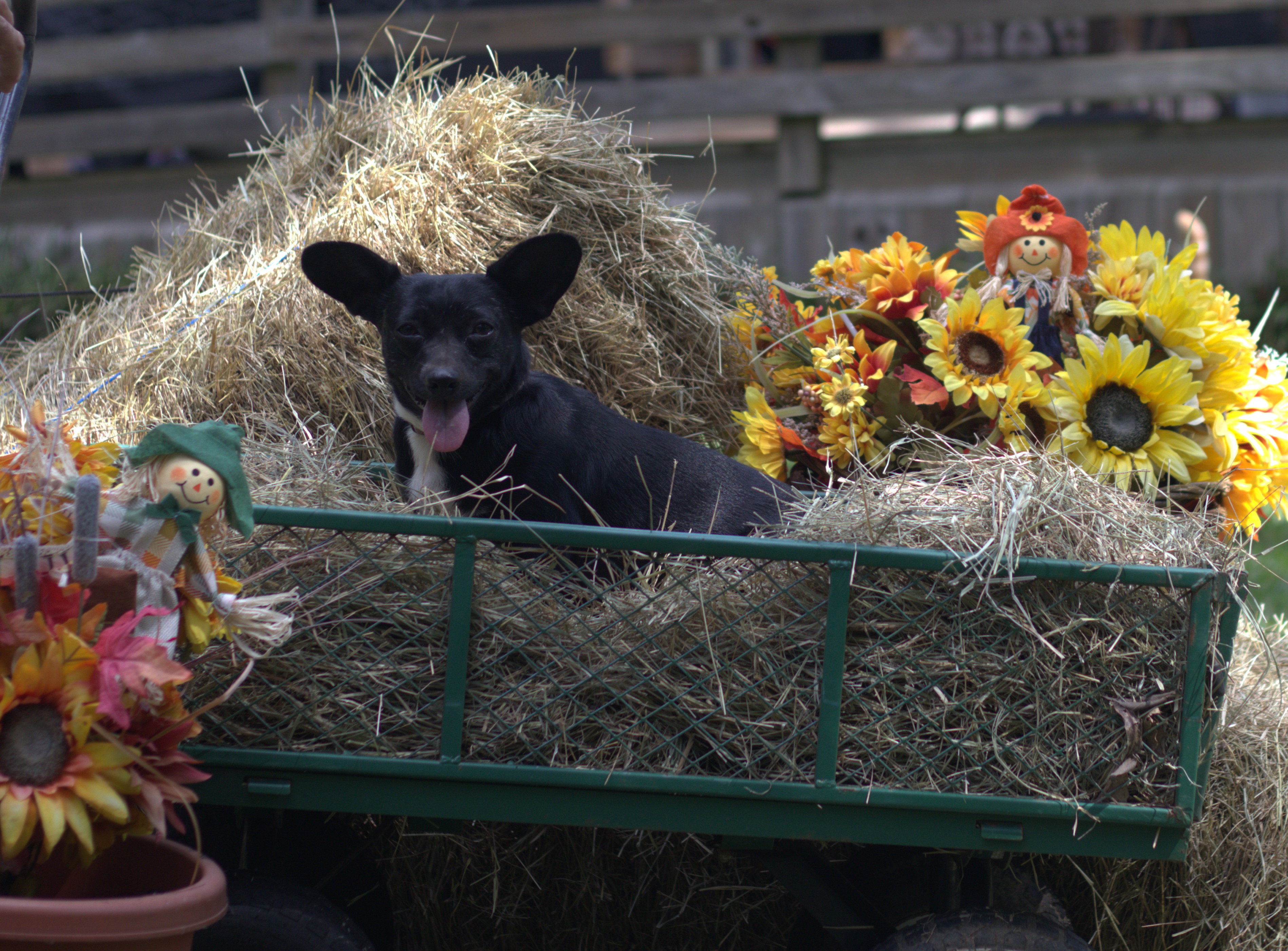 Blacky, a Adoptable mixed breed in Hayden, AL image 5/7