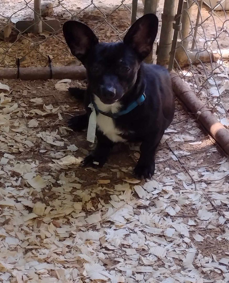 Enlarge Blacky, a Adoptable mixed breed in Hayden, AL image 7/7