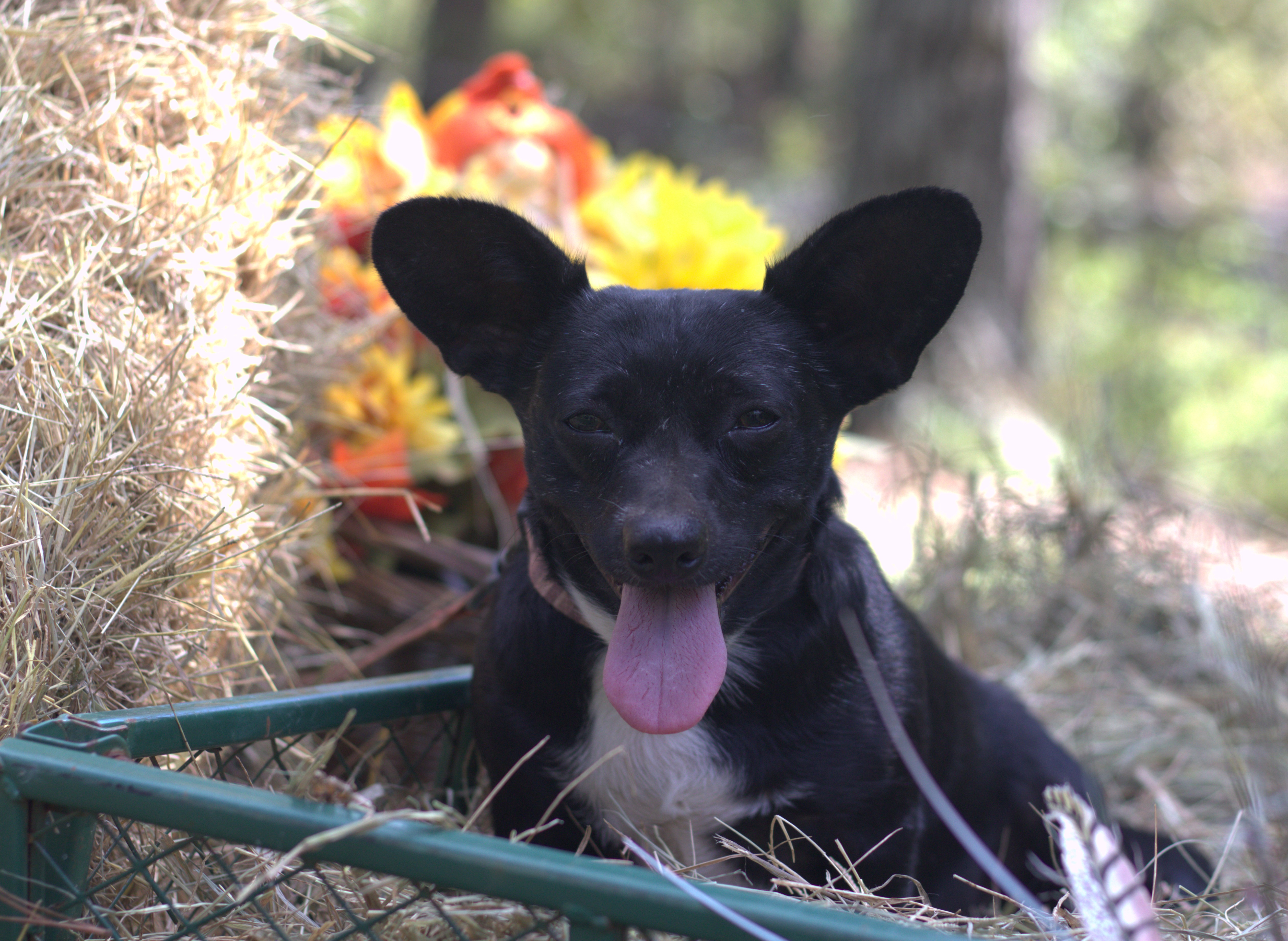 Blacky photo 2