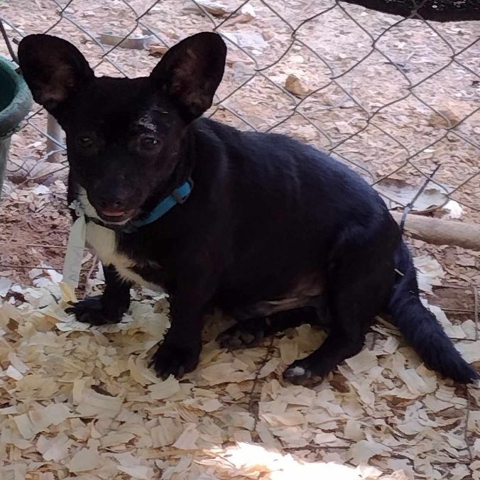 Blacky, a Adoptable mixed breed in Hayden, AL image 6/7
