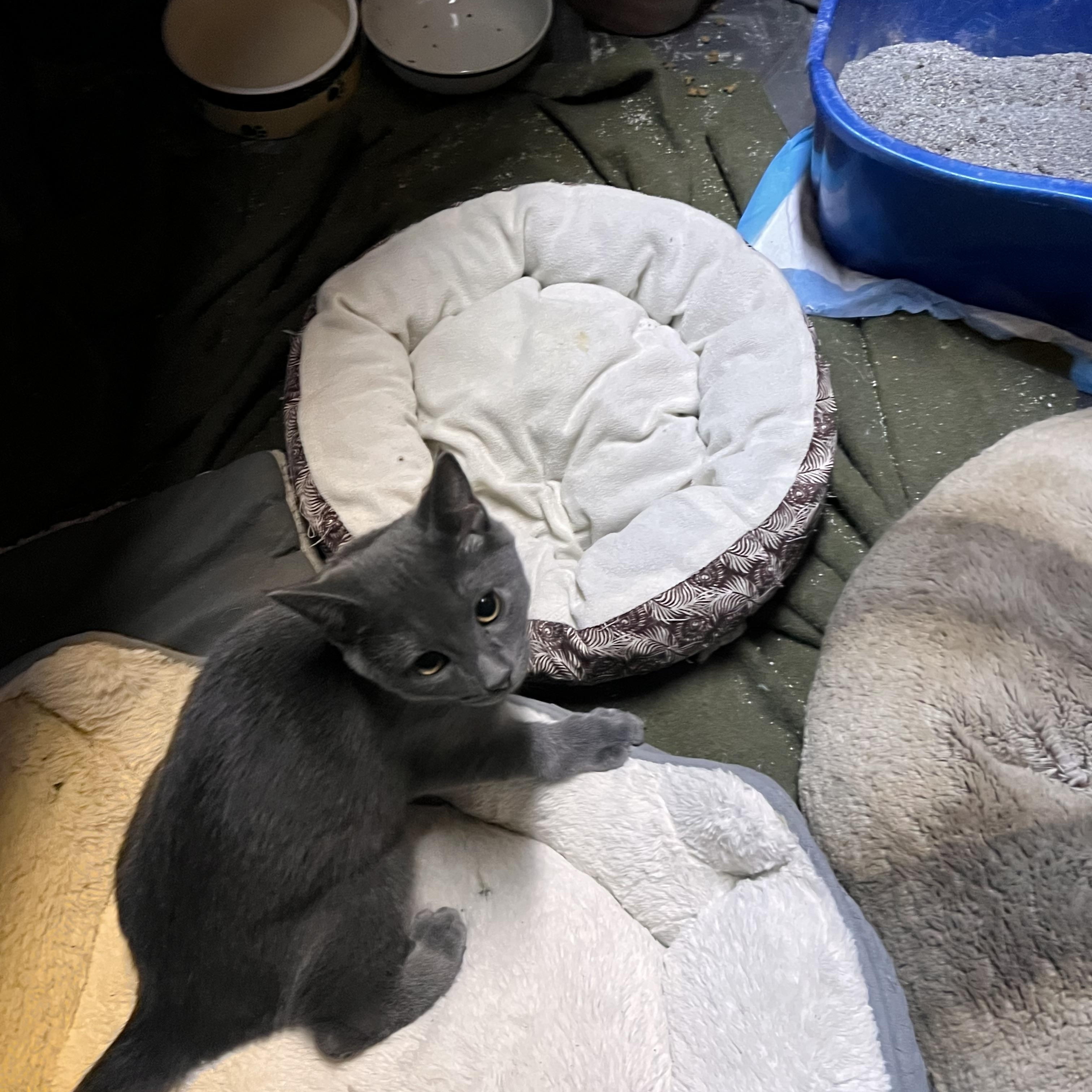 Tyler, Adoptable, Young Male Russian Blue.