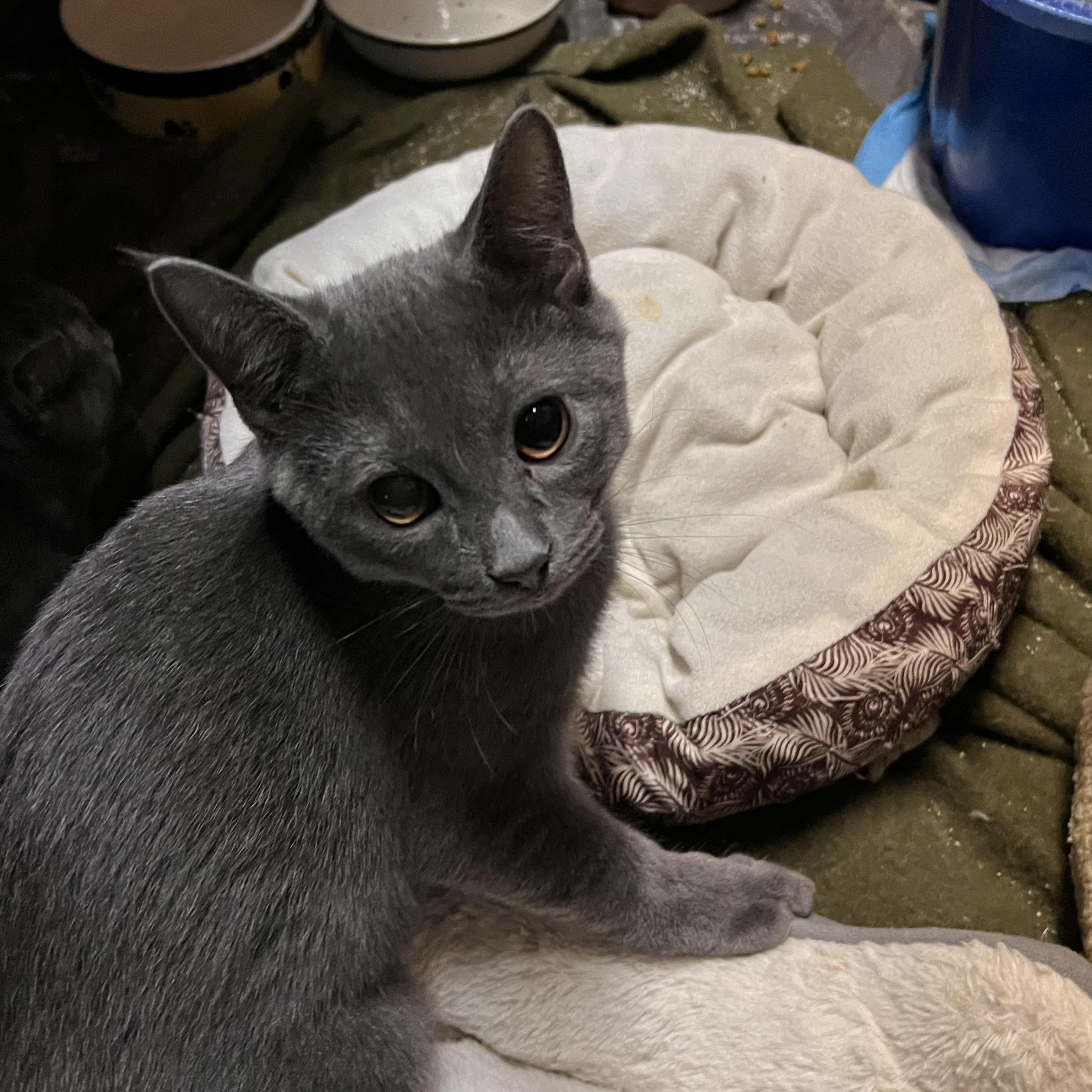 Enlarge Tyler, a Adoptable Russian Blue in Mears, MI image 2/2