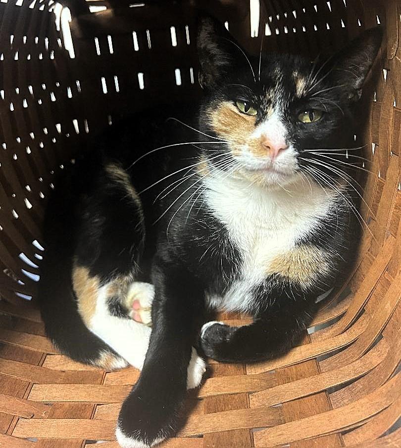 Enlarge Bella , a ADOPTABLE Tortoiseshell in Pottstown, PA image 2/3