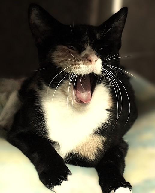 Enlarge Bella , a ADOPTABLE Tortoiseshell in Pottstown, PA image 3/3