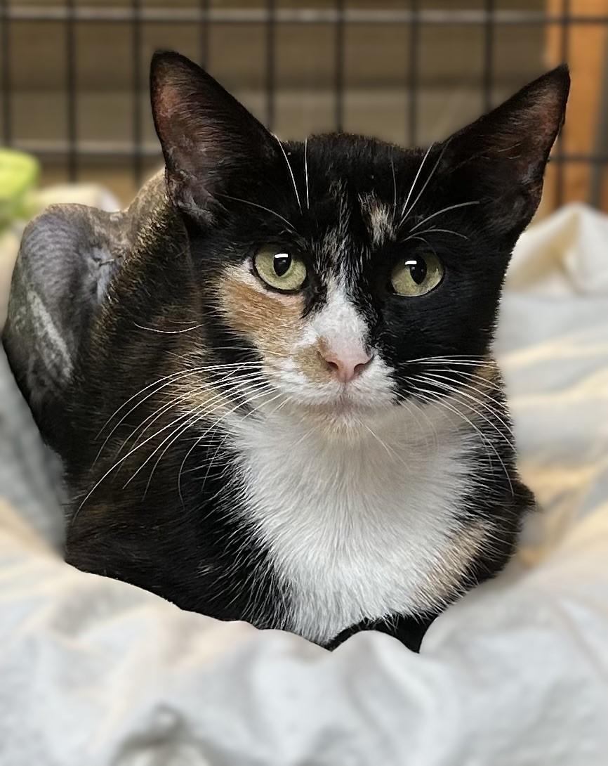 Enlarge Bella , a ADOPTABLE Tortoiseshell in Pottstown, PA image 1/3