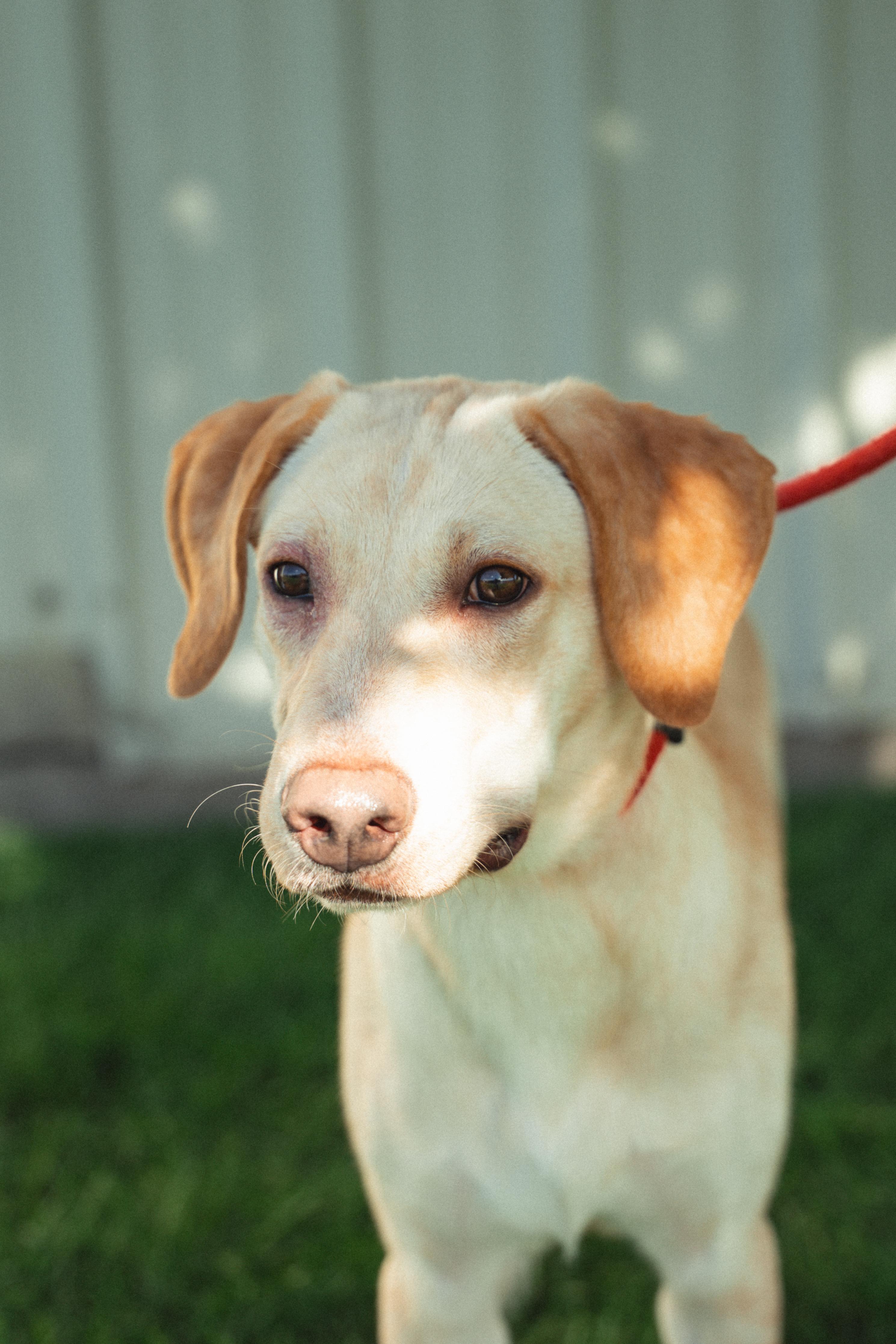 Enlarge Biscuit, a ADOPTABLE mixed breed in Orem, UT image 4/6