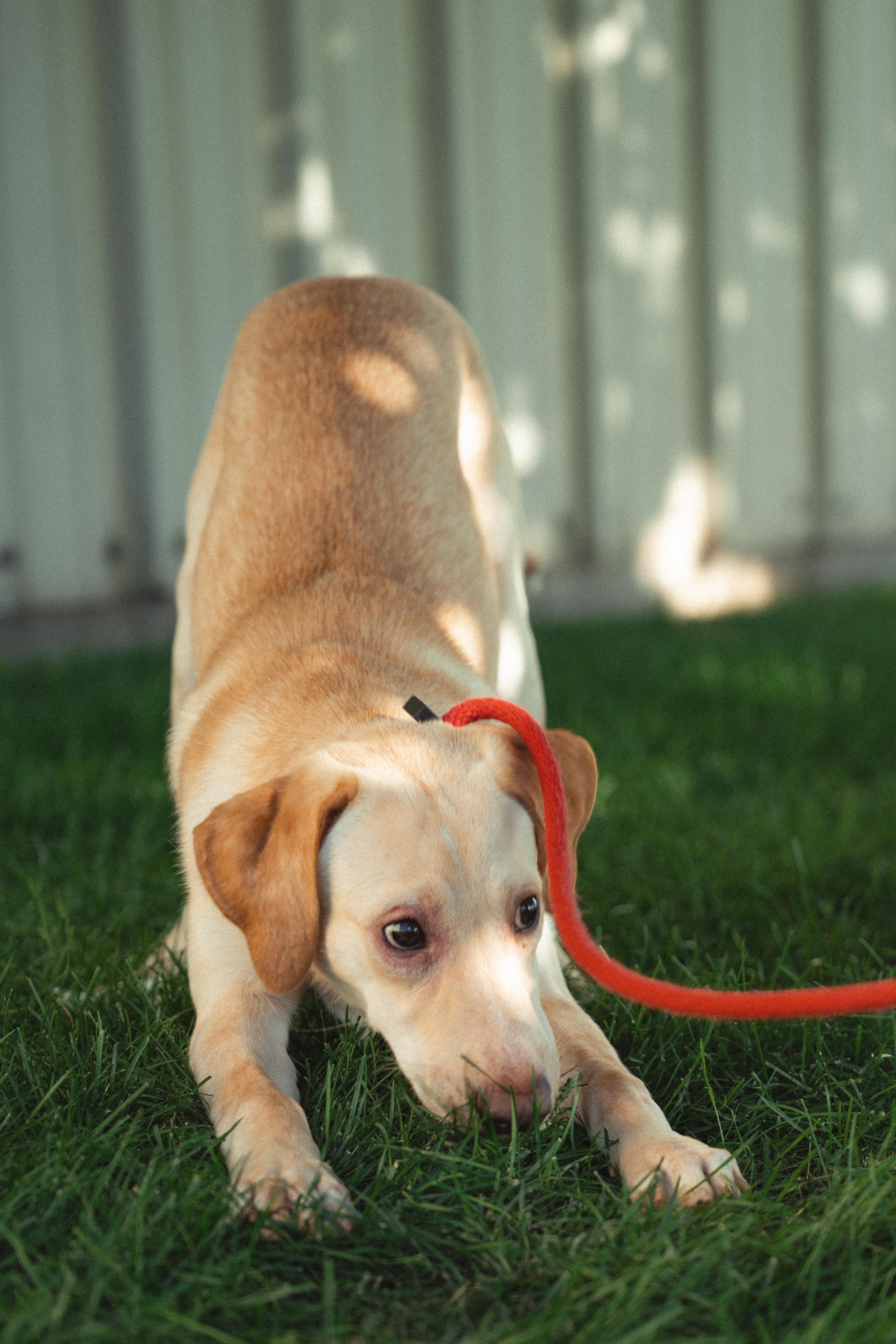 Enlarge Biscuit, a ADOPTABLE mixed breed in Orem, UT image 5/6