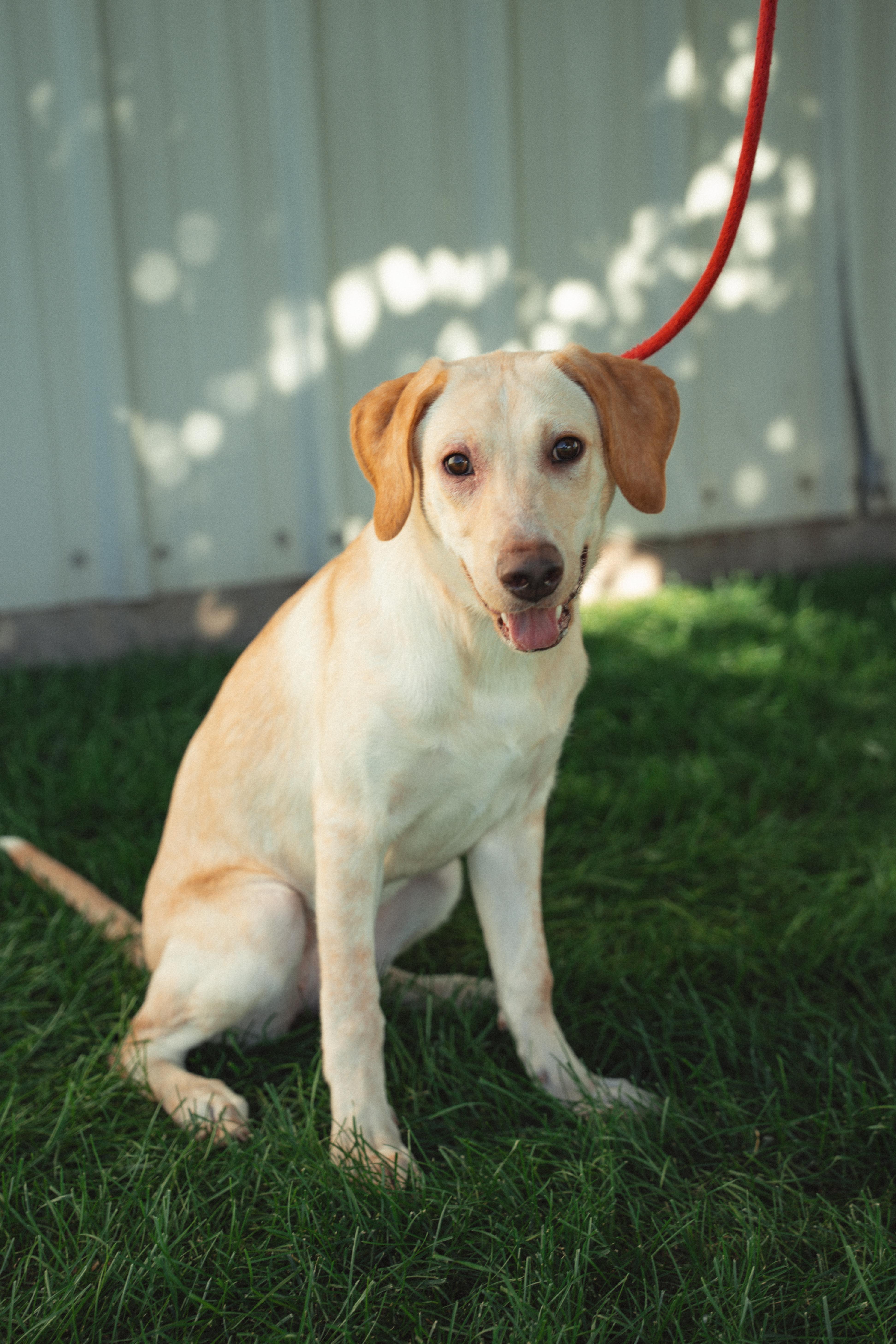 Biscuit, ADOPTABLE, Puppy Female Yellow Labrador Retriever.